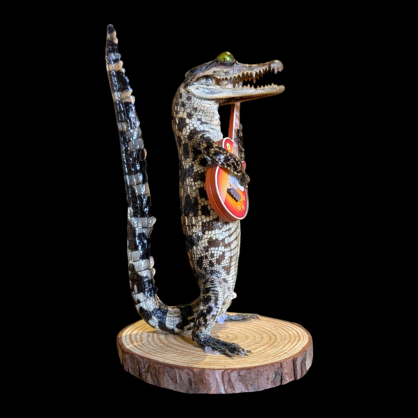 Taxidermy Rock & Roll Alligator