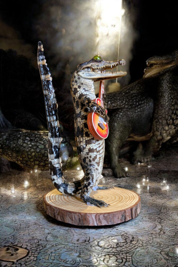 Taxidermy Rock & Roll Alligator - Image 2