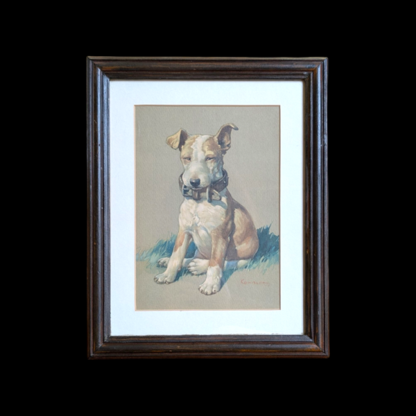 Framed Print Of A Staffordshire Bull Terrier