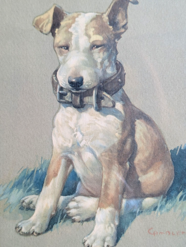 Framed Print Of A Staffordshire Bull Terrier - Image 3