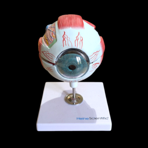 Heine Scientific Anatomical Human Eye Model – Educational Dissectible Display