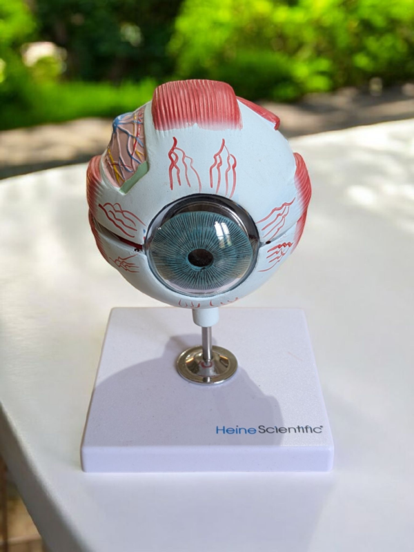 Heine Scientific Anatomical Human Eye Model – Educational Dissectible Display - Image 3