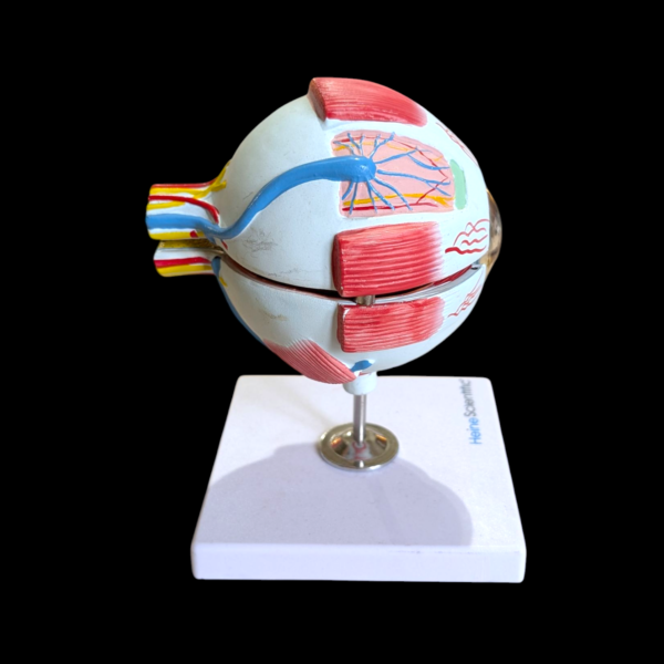 Heine Scientific Anatomical Human Eye Model – Educational Dissectible Display - Image 2
