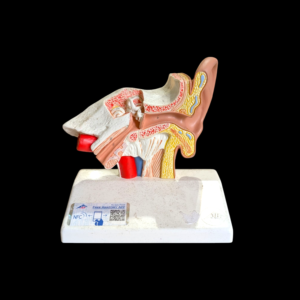 3B Scientific Anatomical Human Ear Model – Cross Section Educational Display