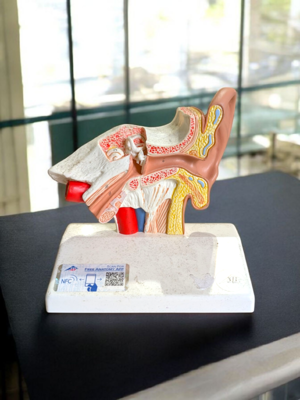 3B Scientific Anatomical Human Ear Model – Cross Section Educational Display - Image 2
