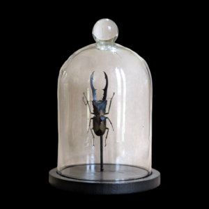 Preserved Stag Beetle Specimen in Glass Dome – Entomology Display