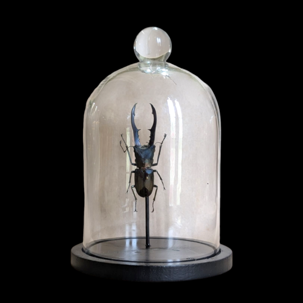 Preserved Stag Beetle Specimen in Glass Dome – Entomology Display