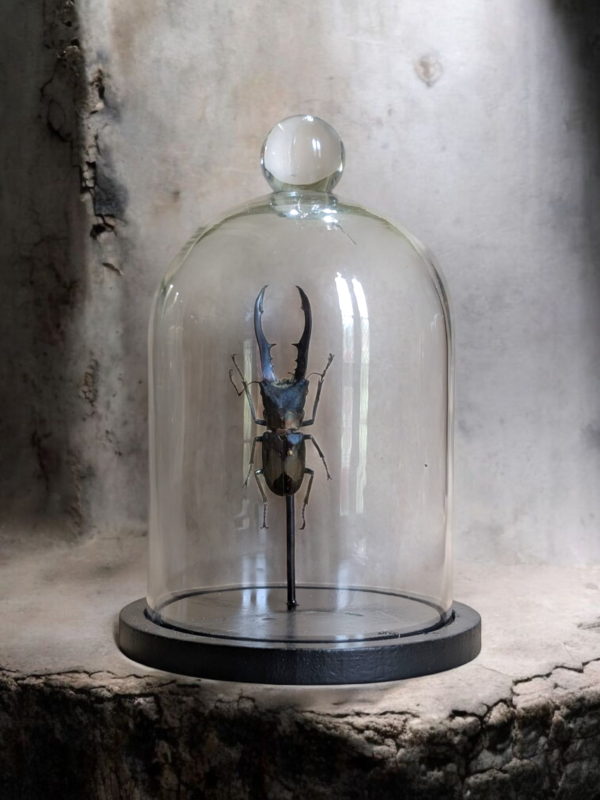 Preserved Stag Beetle Specimen in Glass Dome – Entomology Display - Image 2