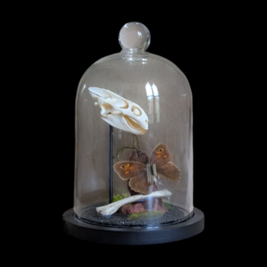 Tortoise Skull & Butterfly Specimen in Glass Dome – Natural History Display