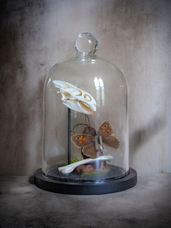 Tortoise Skull & Butterfly Specimen in Glass Dome – Natural History Display - Image 2