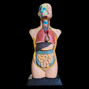 Anatomical Human Torso Model – Full Internal Organ Display With Removable Parts