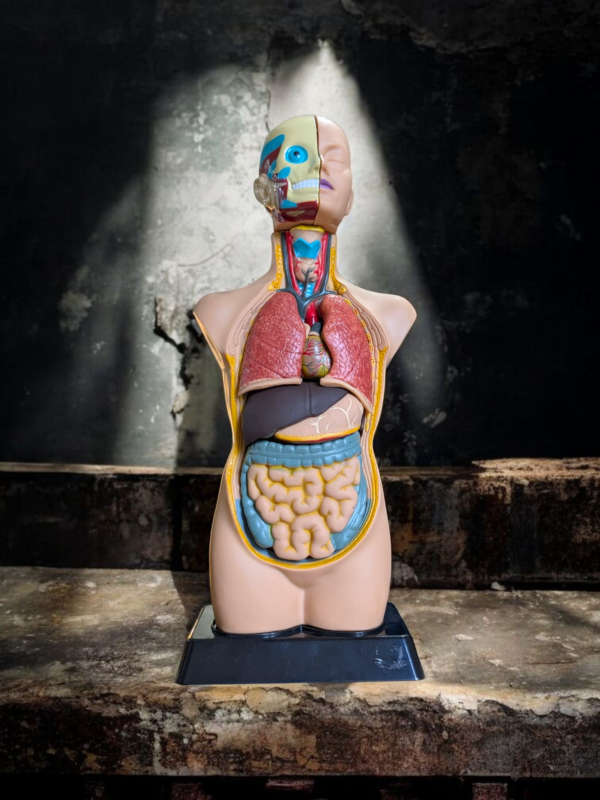 Anatomical Human Torso Model – Full Internal Organ Display With Removable Parts - Image 3