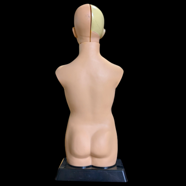Anatomical Human Torso Model – Full Internal Organ Display With Removable Parts - Image 2