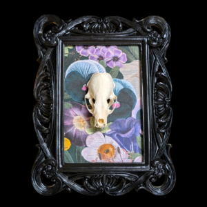 Mink Skull In Black Rococo Style Frame
