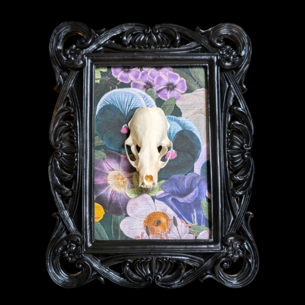Mink Skull In Black Rococo Style Frame