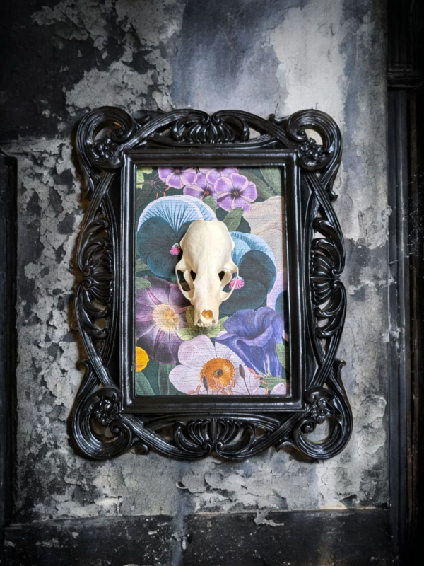 Mink Skull In Black Rococo Style Frame - Image 2
