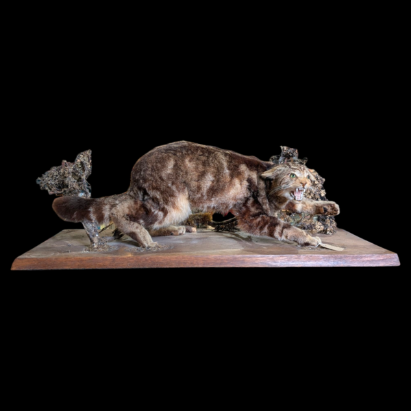 Early 20th Century Scottish Wildcat Taxidermy – Full-Size Snarling Mount on Original Base - Image 2