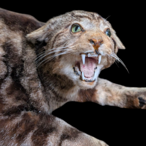 Early 20th Century Scottish Wildcat Taxidermy – Full-Size Snarling Mount on Original Base