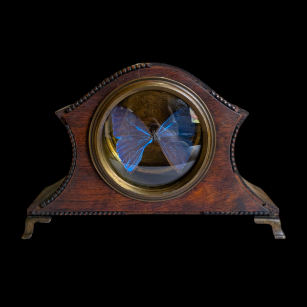 Blue Morpho Achilles Butterfly Taxidermy in Antique Clock Case - Image 2