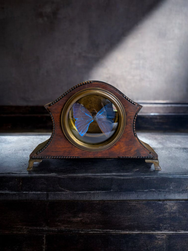 Blue Morpho Achilles Butterfly Taxidermy in Antique Clock Case - Image 3