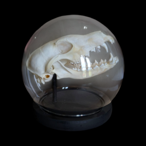 Fox Skull Under Globular Glass Dome