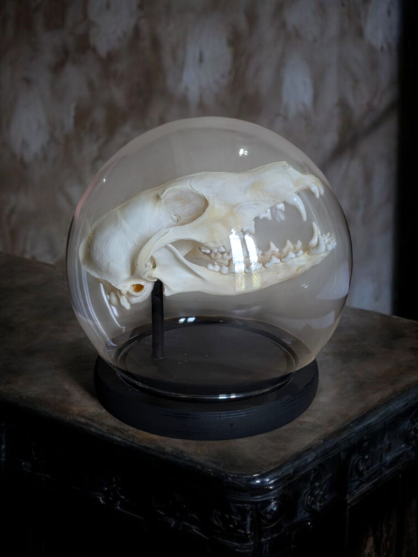 Fox Skull Under Globular Glass Dome - Image 2