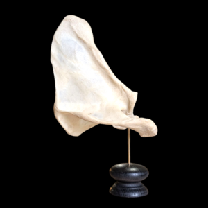 Human Scapula Medical Model