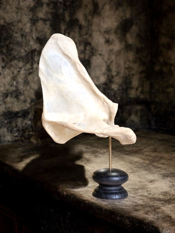 Human Scapula Medical Model - Image 2