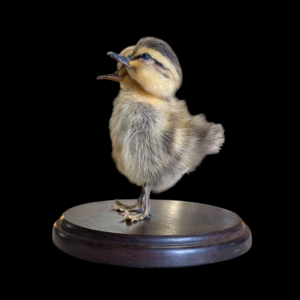 2 Headed Taxidermy Duckling