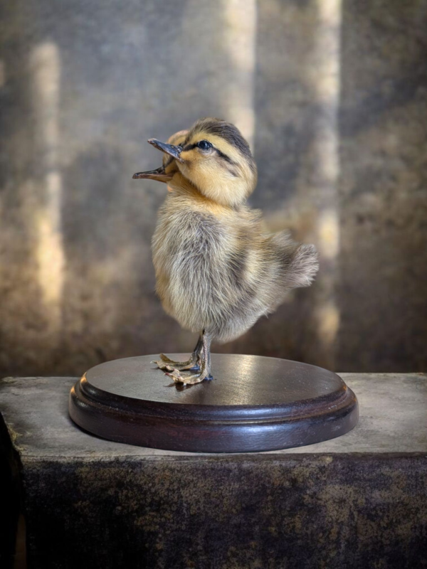 2 Headed Taxidermy Duckling - Image 3