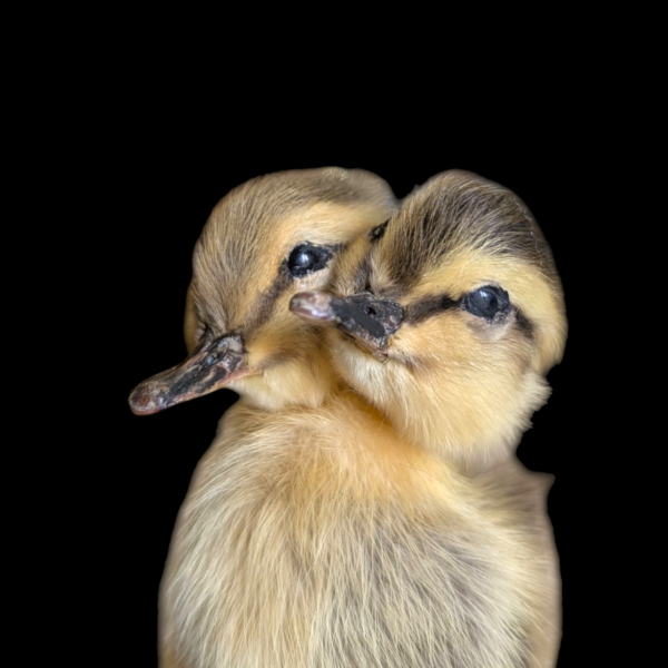 2 Headed Taxidermy Duckling - Image 2
