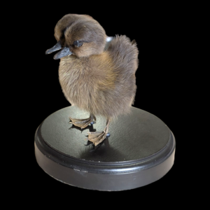 Two Headed Taxidermy Duckling