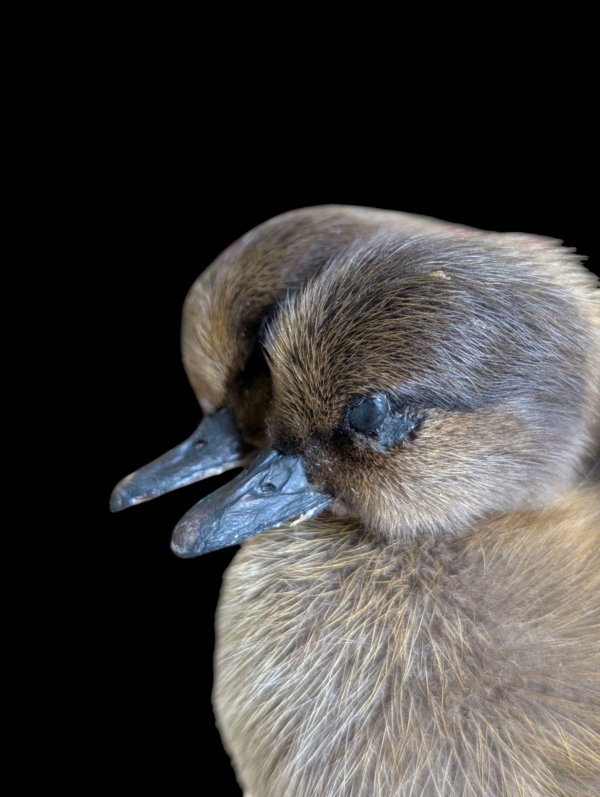 Two Headed Taxidermy Duckling - Image 2