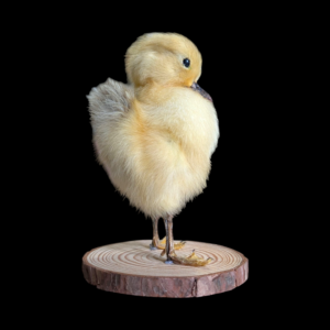 Taxidermy Fluffy Duckling