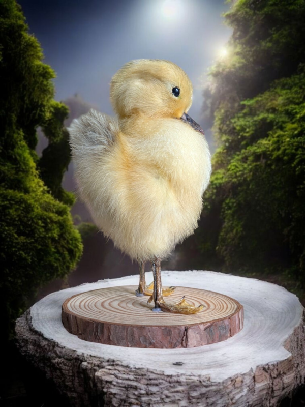Taxidermy Fluffy Duckling - Image 3