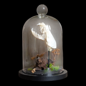 Mink Skull In Glass Dome