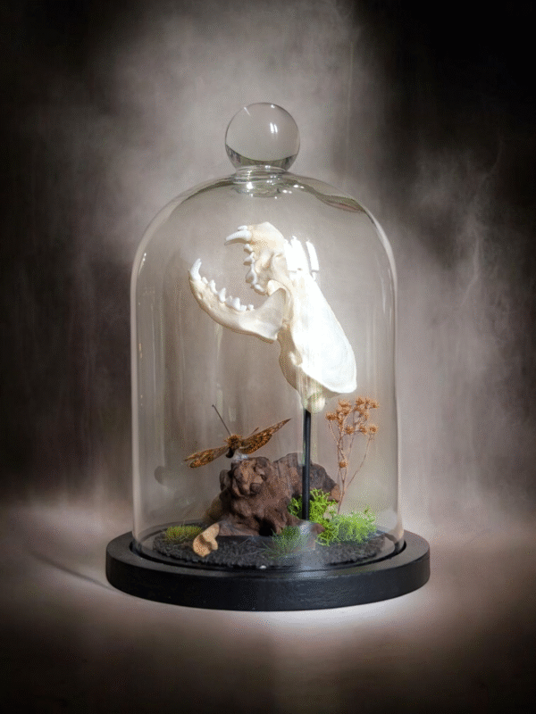 Mink Skull In Glass Dome - Image 2