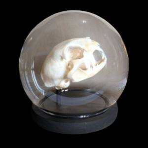 Cat Skull Under Globular Glass Dome