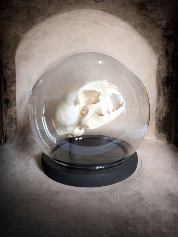 Cat Skull Under Globular Glass Dome - Image 2