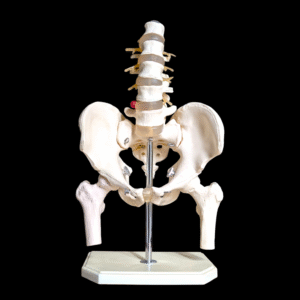Anatomical Human Pelvis & Lumbar Spine Teaching Model on Stand