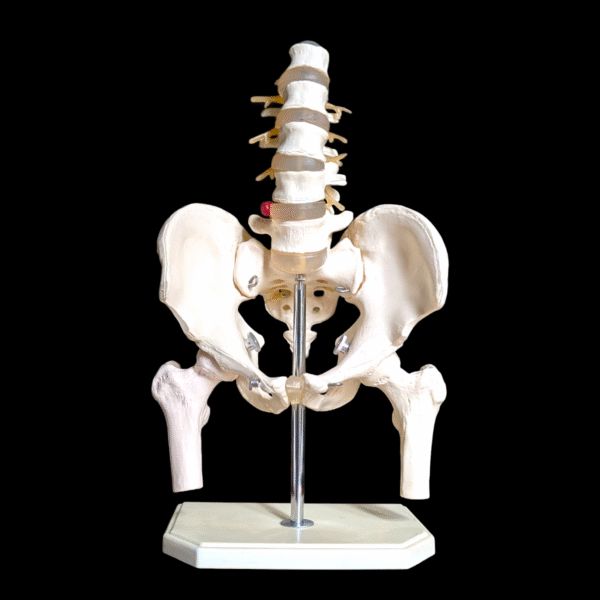 Anatomical Human Pelvis & Lumbar Spine Teaching Model on Stand