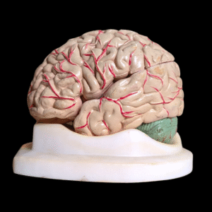 Vintage Anatomical Brain Model on Display Base – Risperdal Pharmaceutical Teaching Aid
