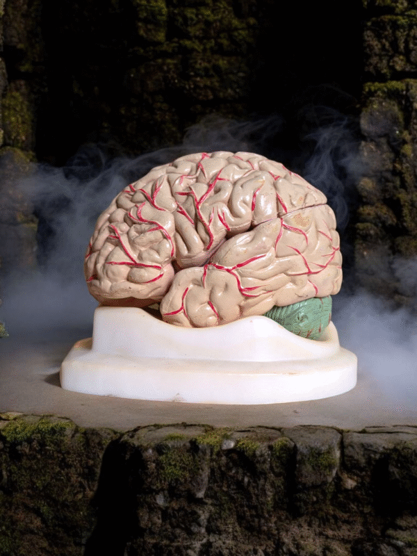 Vintage Anatomical Brain Model on Display Base – Risperdal Pharmaceutical Teaching Aid - Image 3