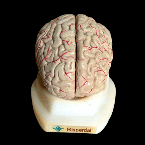 Vintage Anatomical Brain Model on Display Base – Risperdal Pharmaceutical Teaching Aid - Image 2