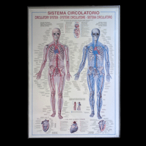 Vintage Framed Anatomical Circulatory System Poster – Multilingual Medical Chart