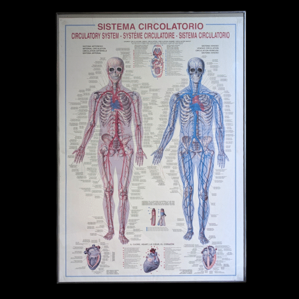 Vintage Framed Anatomical Circulatory System Poster – Multilingual Medical Chart