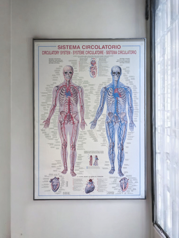 Vintage Framed Anatomical Circulatory System Poster – Multilingual Medical Chart - Image 2