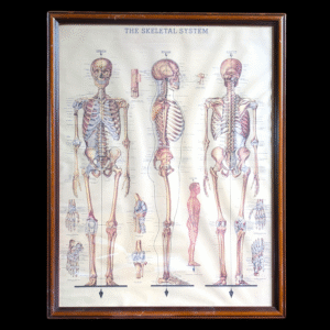 Vintage Framed Skeletal System Anatomy Chart – Educational Medical Print