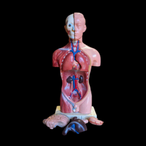 Vintage Human Anatomy Torso Model with Removable Organs – Educational Medical Display