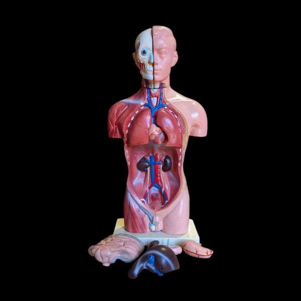 Vintage Human Anatomy Torso Model with Removable Organs – Educational Medical Display